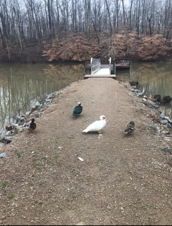 Ducks on a trail to the pond Ducks on a trail to the pond